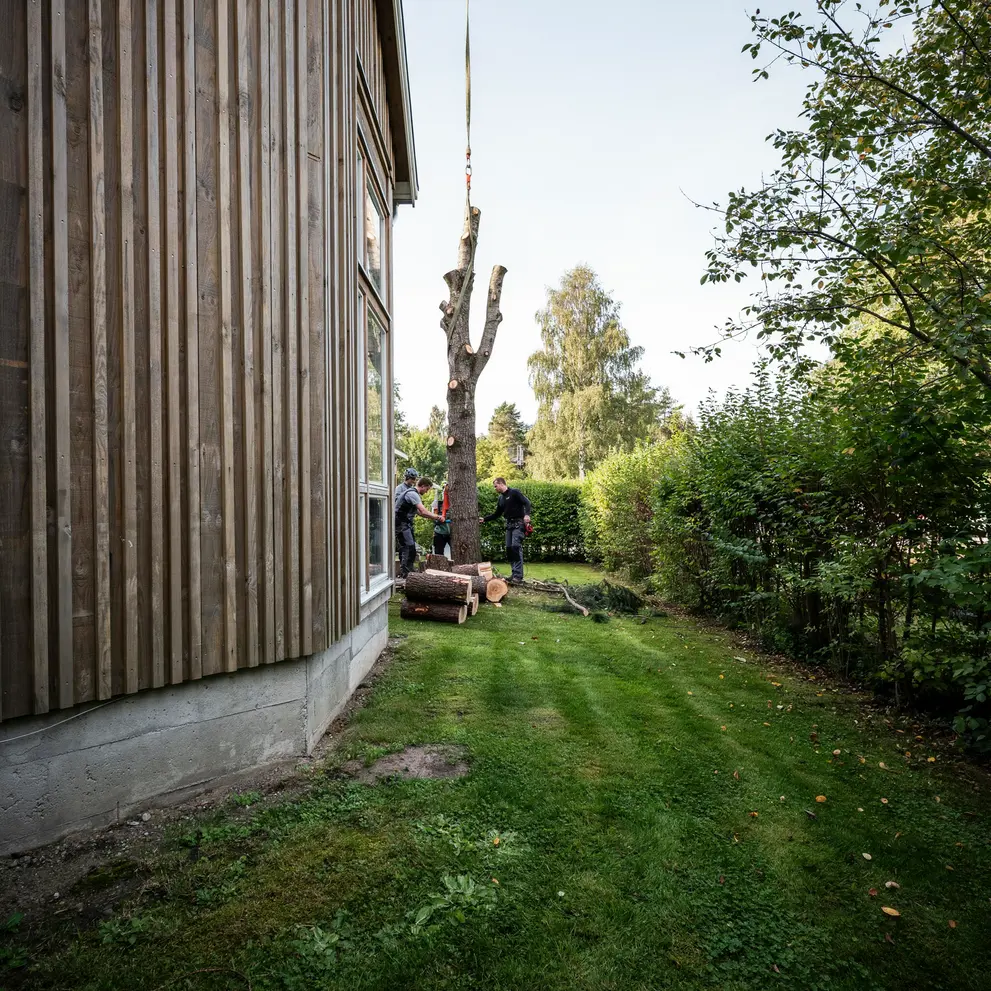 tradfallning arboristtjanster tradgardsskotsel sodertalje ronninge salem stockholm